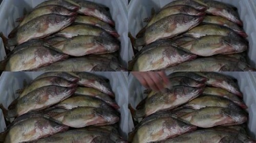 防騙在行動(dòng)，手工之家提醒大家買海鮮注意這幾點(diǎn)，可以不上當(dāng)受騙