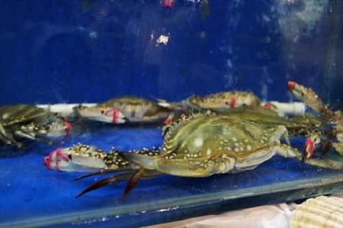 防騙在行動(dòng)，手工之家提醒大家買海鮮注意這幾點(diǎn)，可以不上當(dāng)受騙