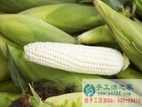 手工活之家客戶講解種植“水果玉米”被騙過程，為大家提個醒